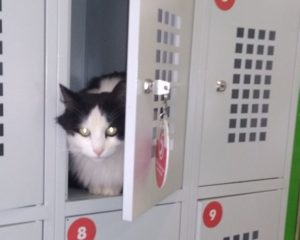 в супермаркете из камеры хранения вытащили сумку